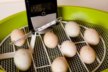 Automatic egg incubator clipart