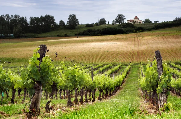 French vineyard — Stock Photo, Image