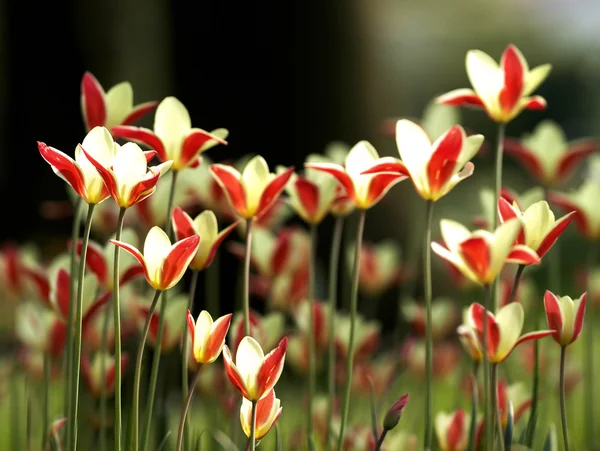 Tulipanes retroiluminados — Foto de Stock