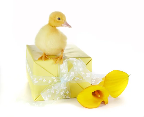 Birthday duck — Stock Photo, Image