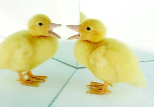 Du är rolig! — Stockfoto