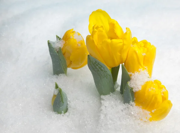 Gula blommor i snön — Stockfoto