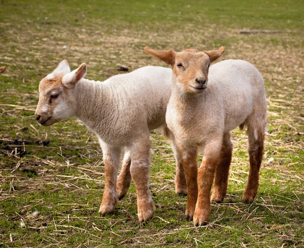 Twin bárányok tavasszal — Stock Fotó