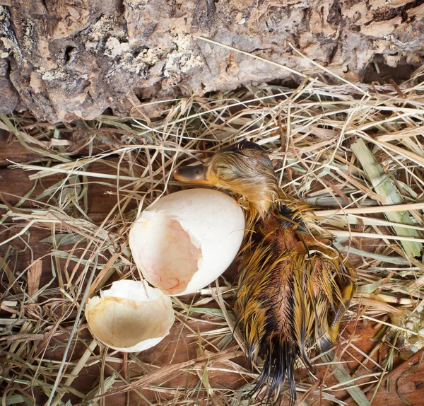 Duckling hatching — Stock Photo, Image