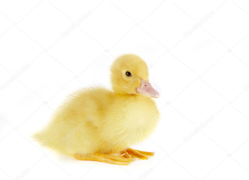 Sitting duck