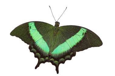 Swallowtail clipart