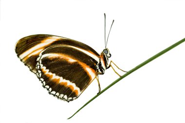 Longwing butterfly clipart