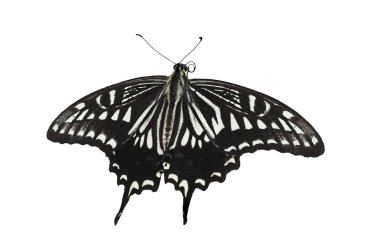 Swallowtail butterfly clipart
