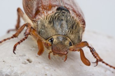 Friendly beetle clipart