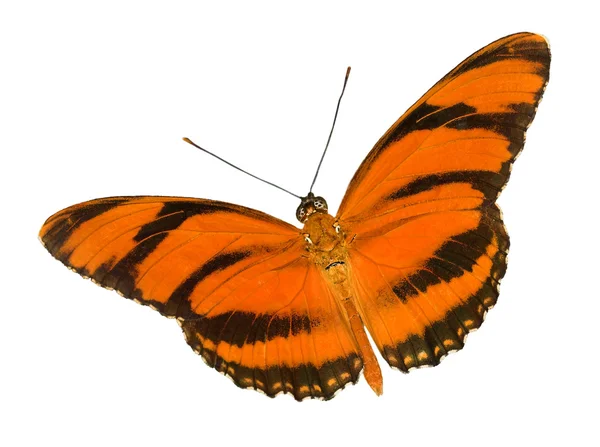 縞模様のオレンジ色の蝶 — ストック写真