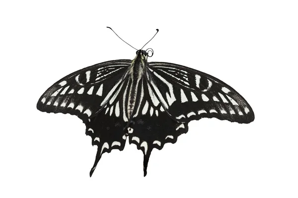 stock image Swallowtail butterfly