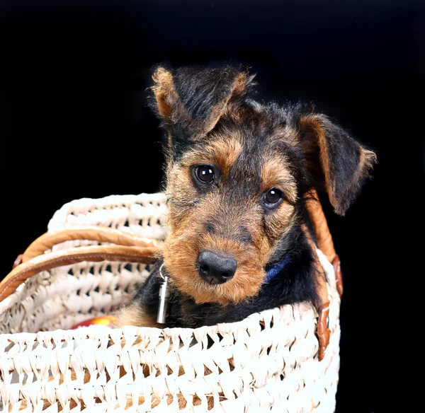 Собака в корзине — стоковое фото