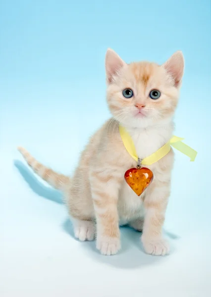 Valentim gato — Fotografia de Stock