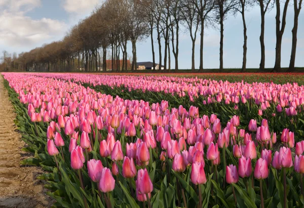 Tulipas cor de rosa em Holland — Fotografia de Stock