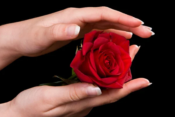 Caring for a rose Stock Image