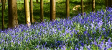 hallerbos sümbül