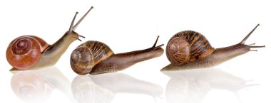 Three snails clipart