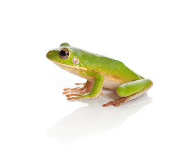 Tree frog on white clipart