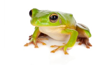 Watching tree frog clipart