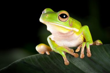 Tree frog in natural environment clipart