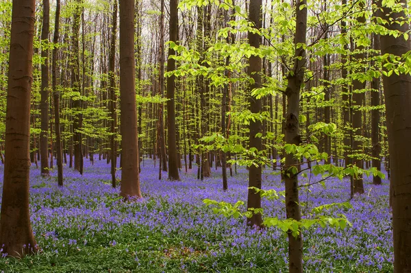 stock image Spring greens and blues