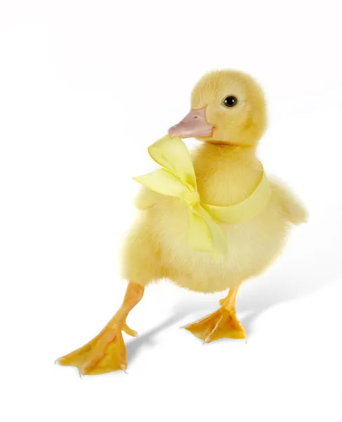 Dansande ducky — Stockfoto