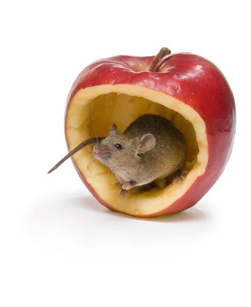 Jabłko myszy — Zdjęcie stockowe