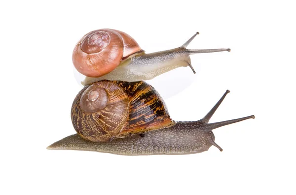 堆积的蜗牛 — 图库照片
