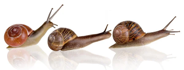 Τρεις σαλιγκάρια三个蜗牛 — Φωτογραφία Αρχείου