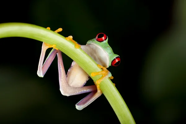 Frosch auf Liane — Stockfoto