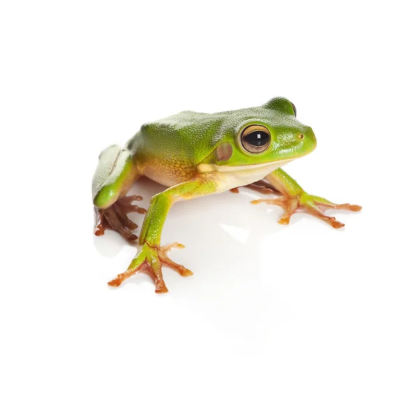 Isolated tree frog — Stock Photo, Image