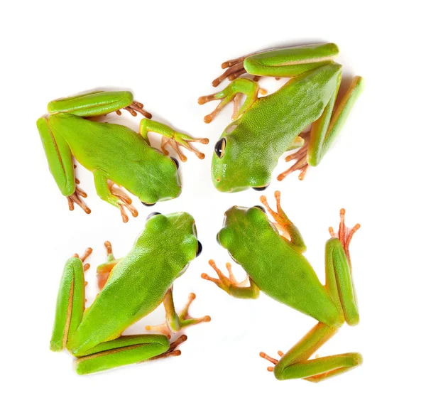 Widok z góry na cztery żaby — Zdjęcie stockowe