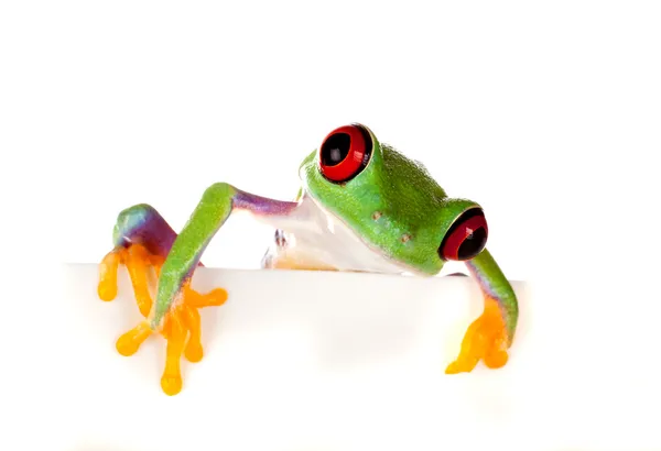 Czerwony eyed żaba ciekawski — Zdjęcie stockowe