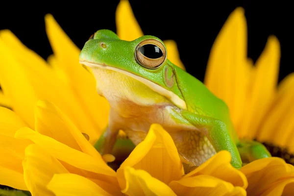 Лягушка на цветке — стоковое фото