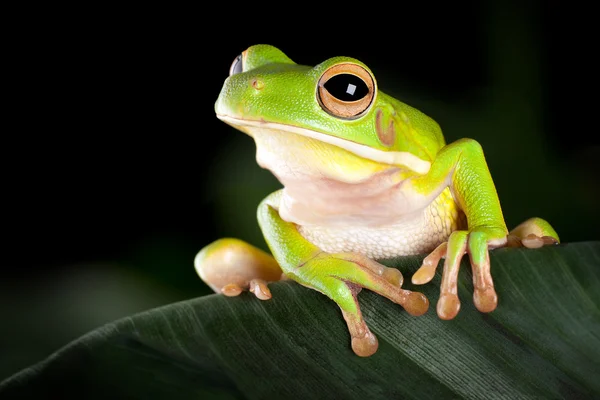 Tree frog in natural environment — Stock Photo, Image