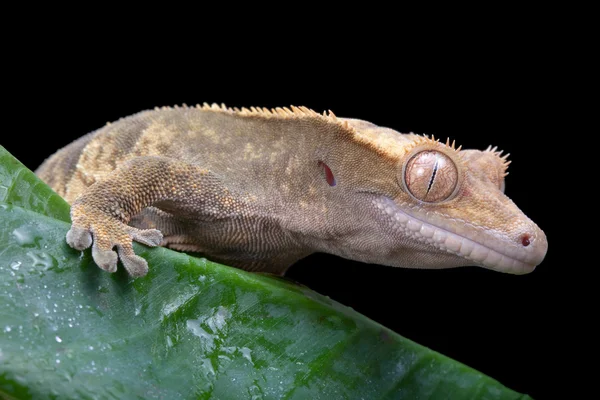 Чубаті gecko — стокове фото