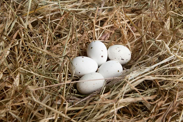 Küçük beyaz yumurta yuvada — Stok fotoğraf