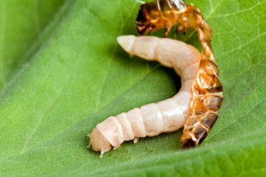 Worm shedding skin clipart