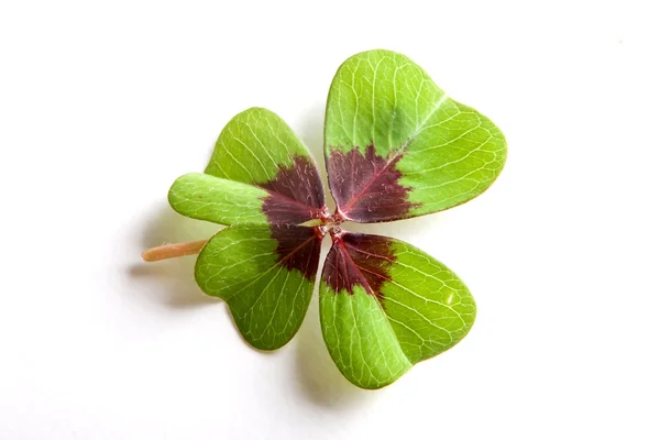 stock image Clover macro