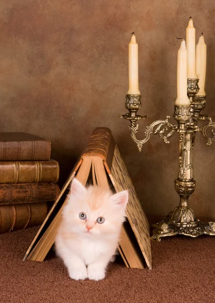 Kitten under a book — Stock Photo, Image
