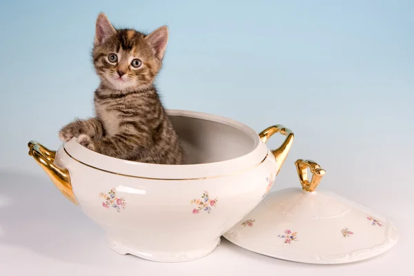 Kitty in a soup tureen — Stock Photo, Image