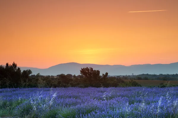 Zonsopgang boven lavendel — Stockfoto