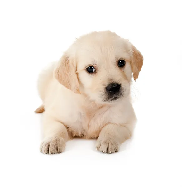 Retriever puppy — Stock Photo, Image