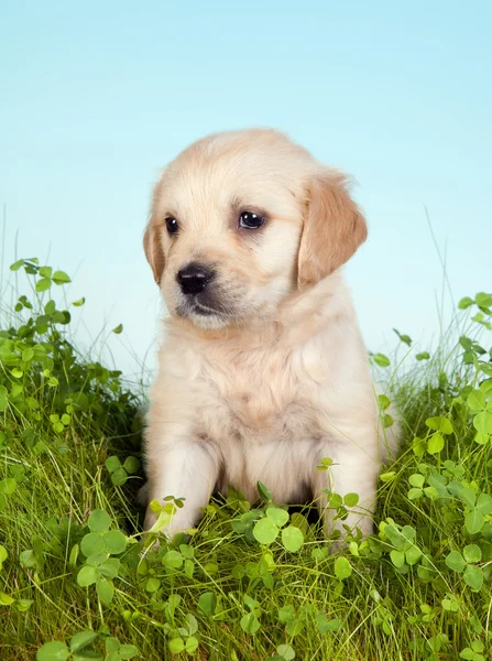 Retriever Hund auf Gras — Stockfoto