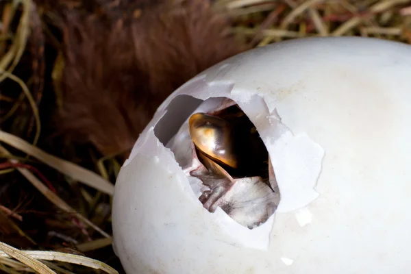 Пайпинг яиц — стоковое фото
