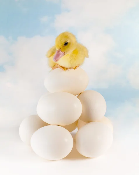 Eendje op gestapelde eieren — Stockfoto