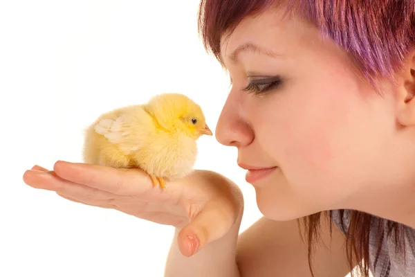 Kyckling kärlek — Stockfoto
