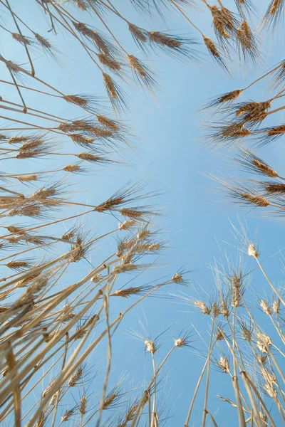 Lying in wheat — Stock Photo, Image