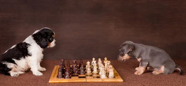 Puppy chess — Stock Photo, Image