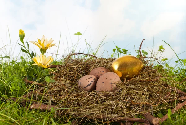 Золотое яйцо в гнезде — стоковое фото
